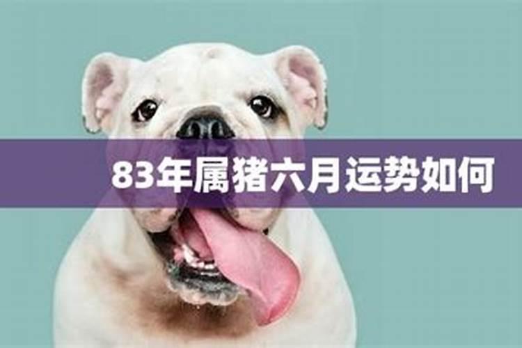 生肖猪2025年运势 属猪2025年运势及运程