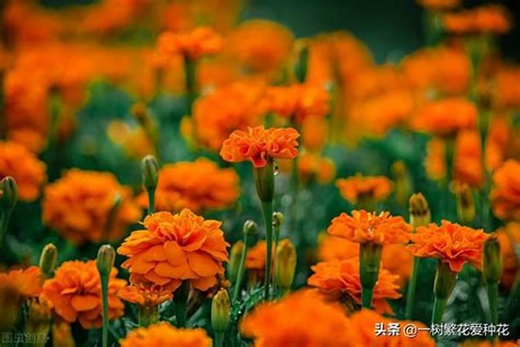 二十四节气对应的花分别是什么？