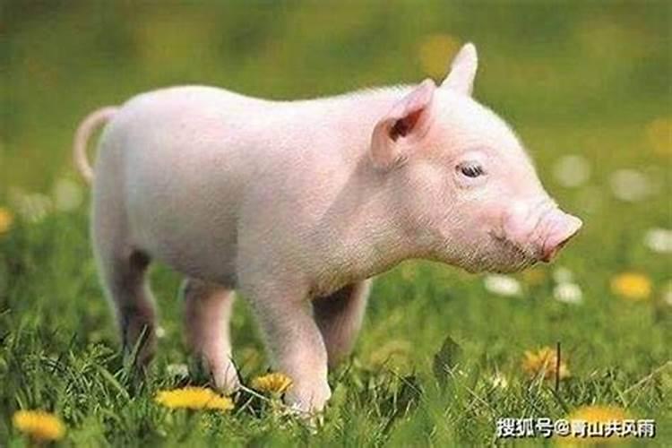 95年属猪人未来三年运势