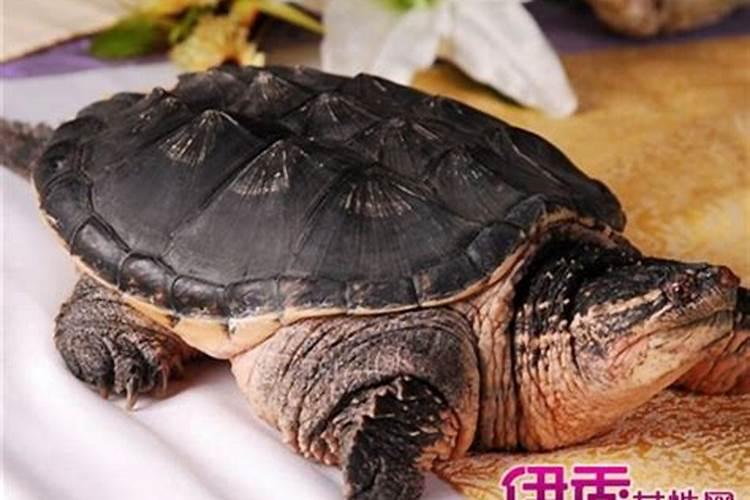 梦见奇怪的乌龟是什么意思