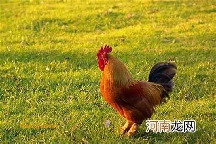 供神供品什么好 财神节用什么供品好