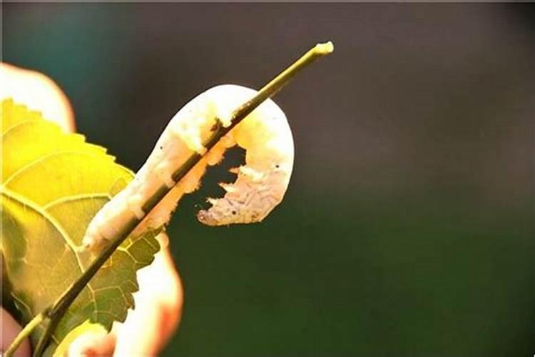 梦见姥姥家的老房子是怎么回事？