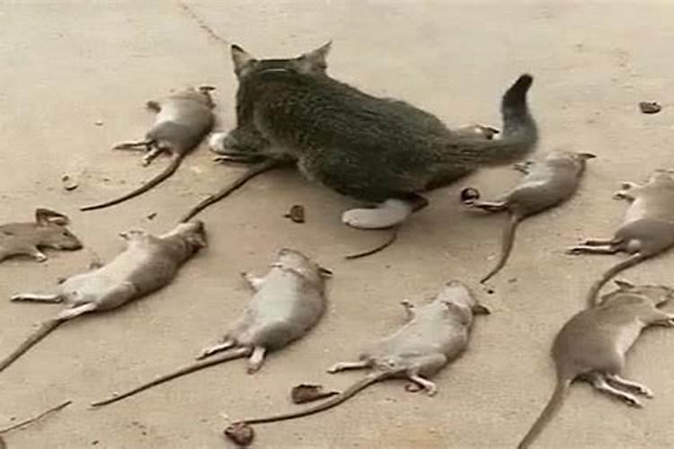 梦见猫一样的老鼠的预兆