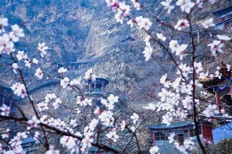梦见漫山遍野的盛开的桃花的预兆