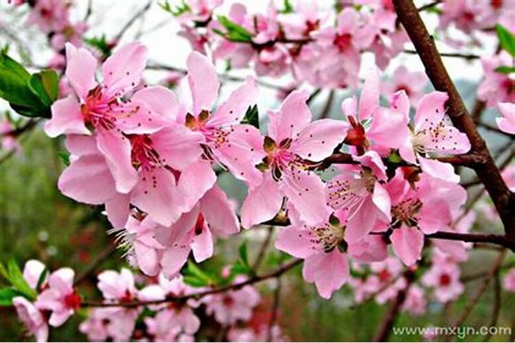 梦见满山桃花盛开是什么意思
