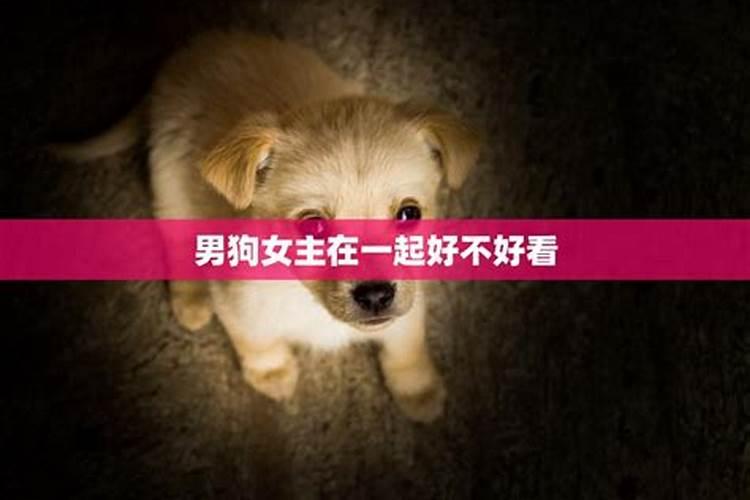1993女鸡1994男狗婚配女鸡男狗能在一起吗