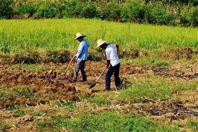 男人梦见回家种地在家中养好多小鸡？