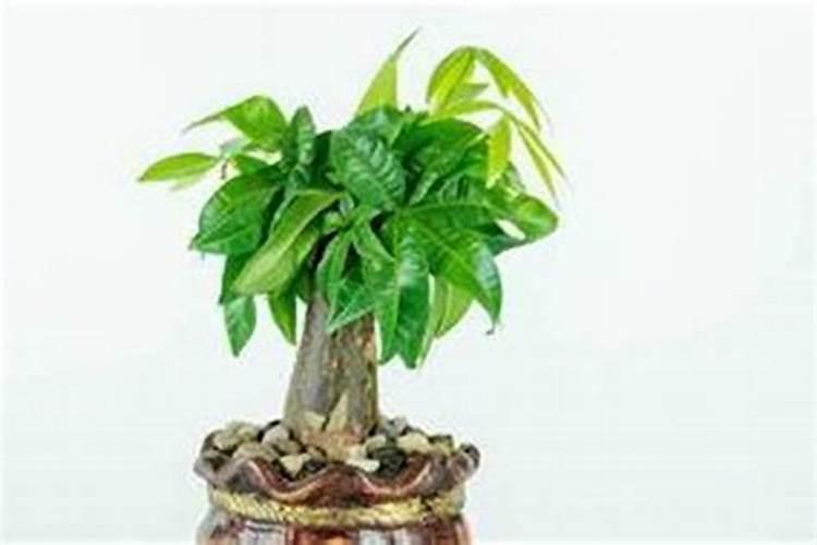 家里摆放什么植物旺桃花家里摆放哪些植物旺桃花