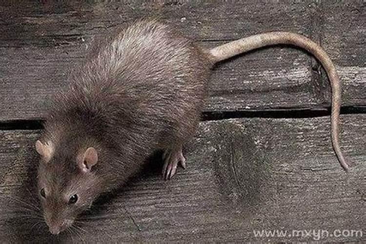 24年属兔的总体运程每月运程详解