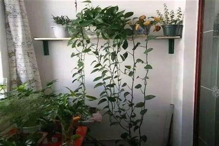 属蛇哪年运势最旺