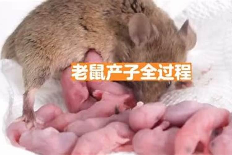 冬至阳生春又来是什么生肖