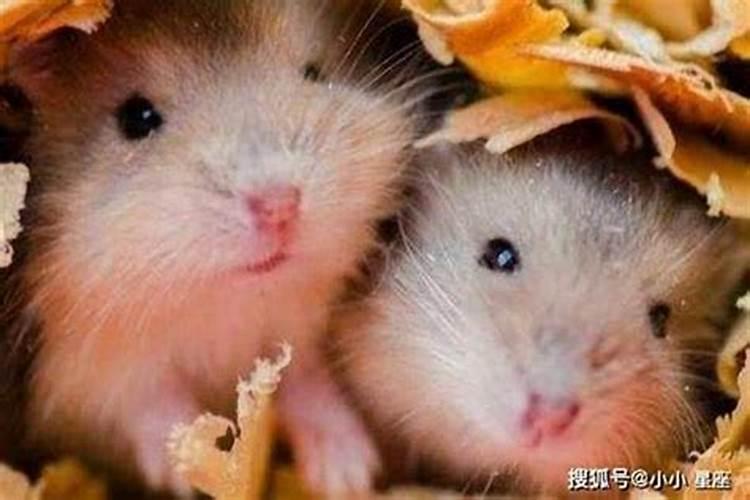 和谐家园房子怎么样