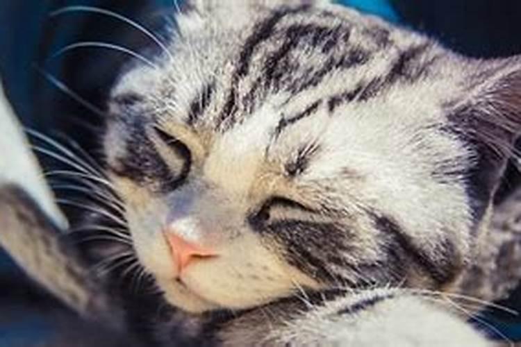 怀孕的人梦见猫死了是什么意思