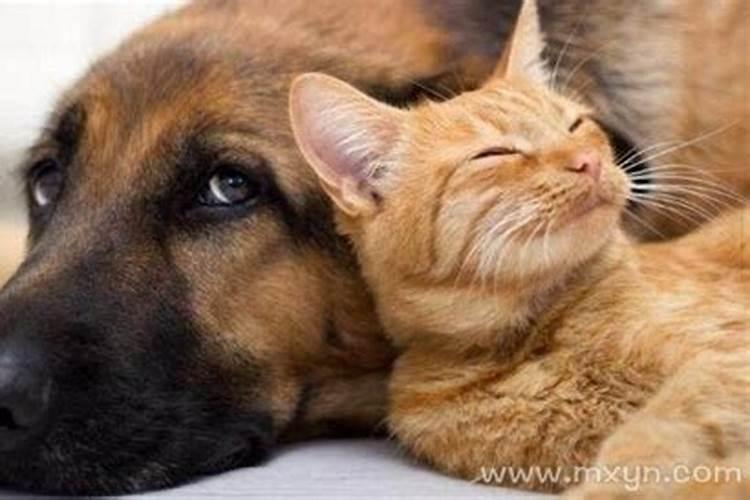 孕妇梦见猫死了是什么意思
