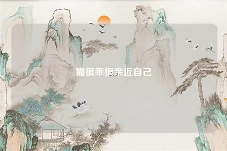 属狗2025年运势详解
