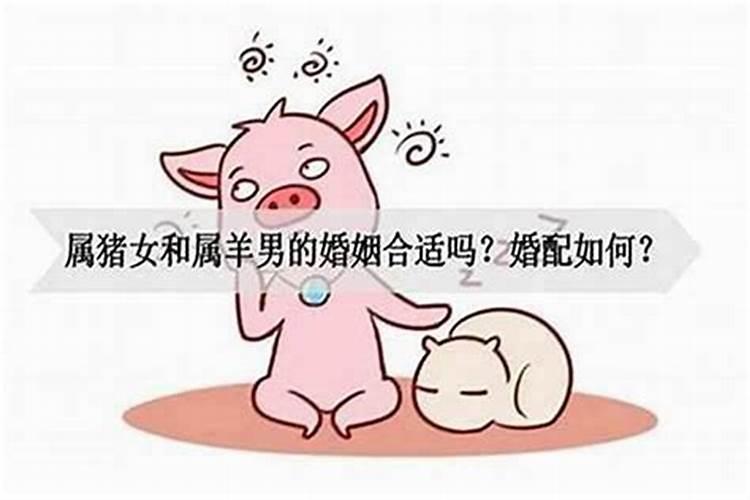 属猪和属猪相配吗？
