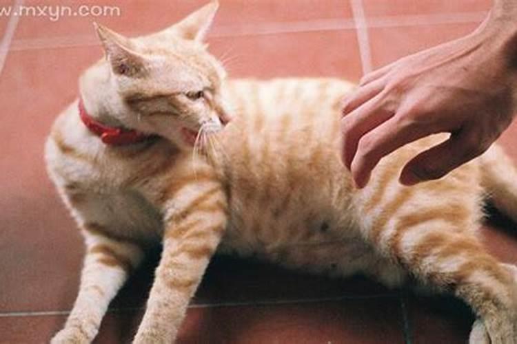 梦见把猫伤了的预兆