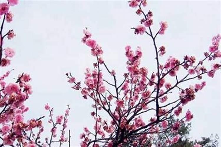 男士佩戴什么吉祥物旺桃花男士佩戴哪些吉祥物旺桃花