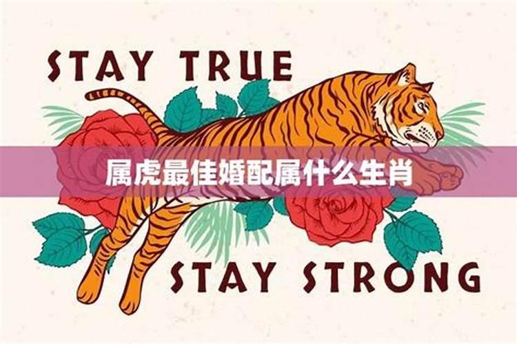 属虎女和什么属相最好