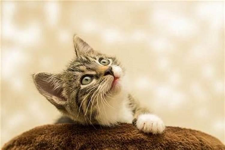 梦见猫是什么意思