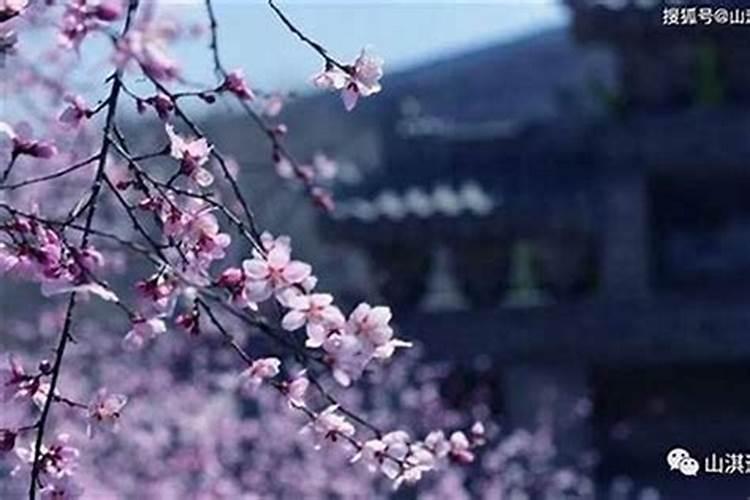三合桃花多吗