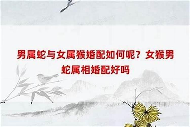 猴蛇配吗