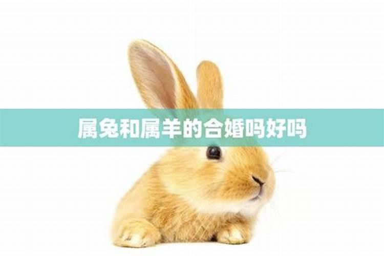 属兔和属虎的婚姻相配吗 虎和兔合不合？