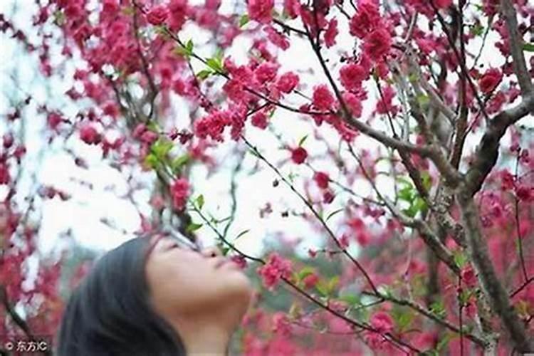 为什么本命年桃花特别旺 烂桃花的化解方法？