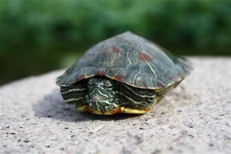 梦见死乌龟意味着什么的预兆