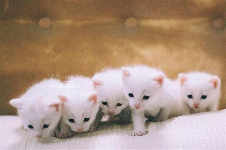 梦见猫生了一只死猫的预兆