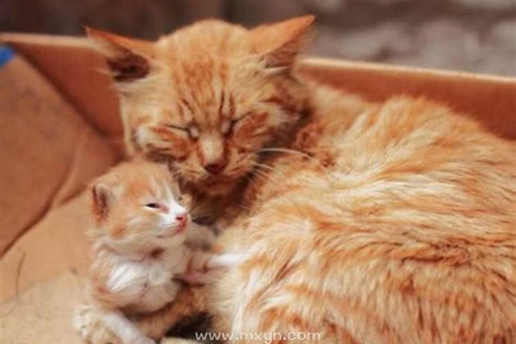 梦见黑猫生的三只小猫都死了的预兆