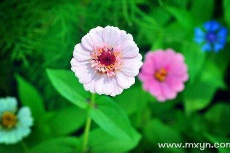 做梦梦到花是什么意思