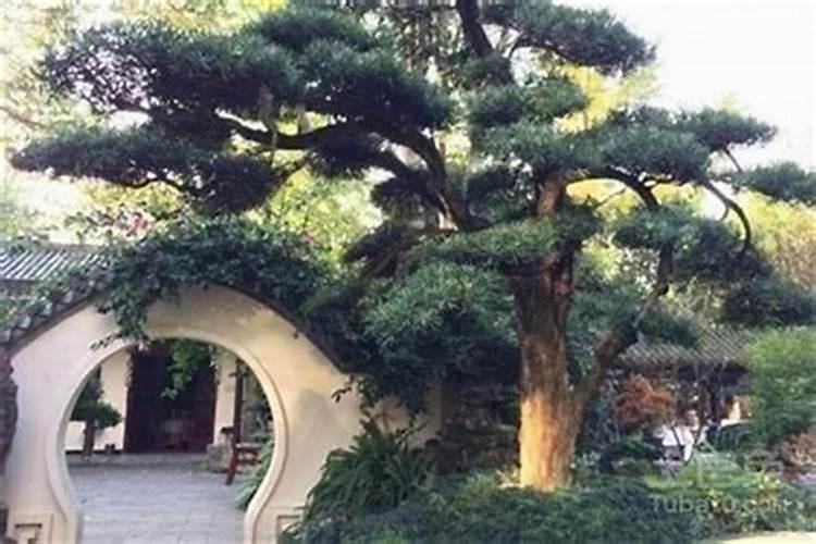 家里放什么防小人 防小人最有效的风水物件