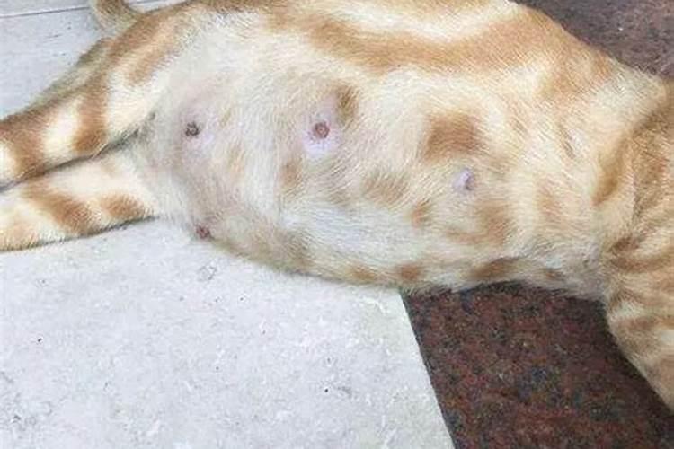 梦见小奶猫有什么征兆