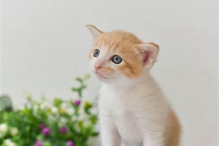 女人梦见小奶猫是什么预兆
