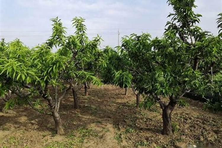 怎么判断哪个属相犯太岁,怎么知道自己是不是犯太岁