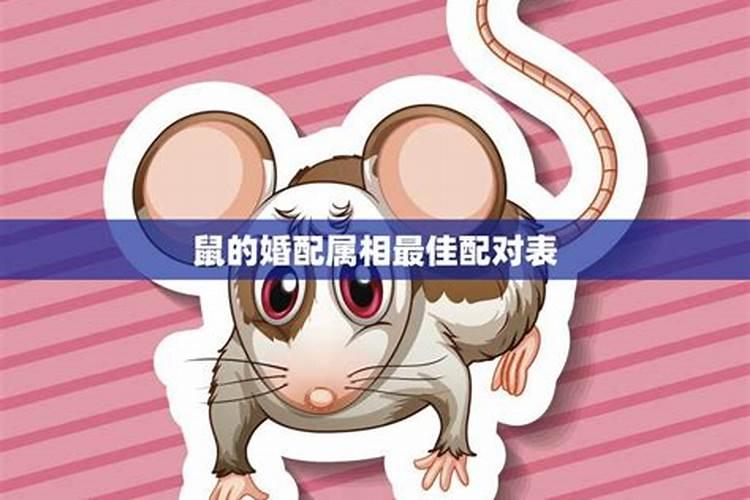 属鼠的和什么属相最配