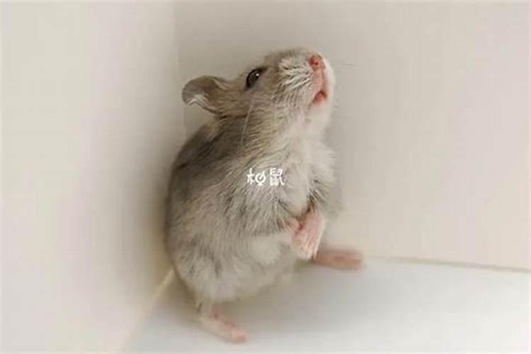 孕妇梦见驱赶老鼠是胎梦吗