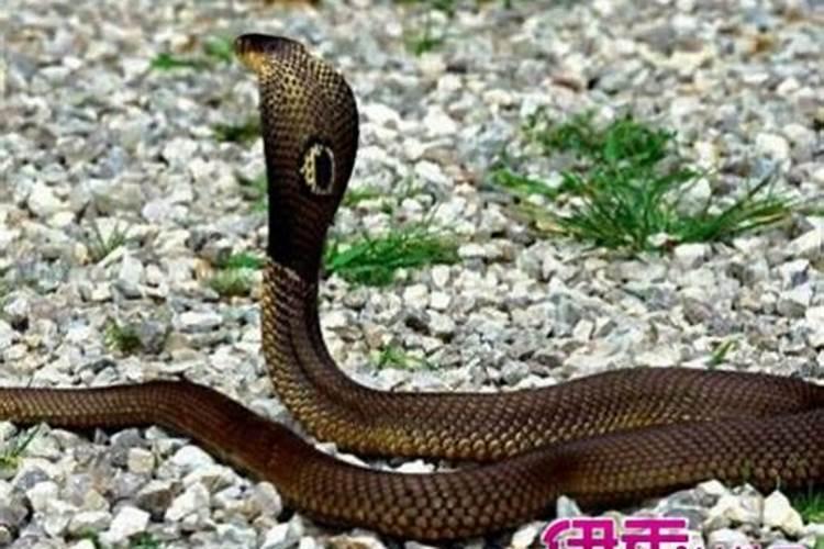 梦见蛇咬女友的预兆