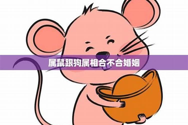 属狗与属鼠相配吗？