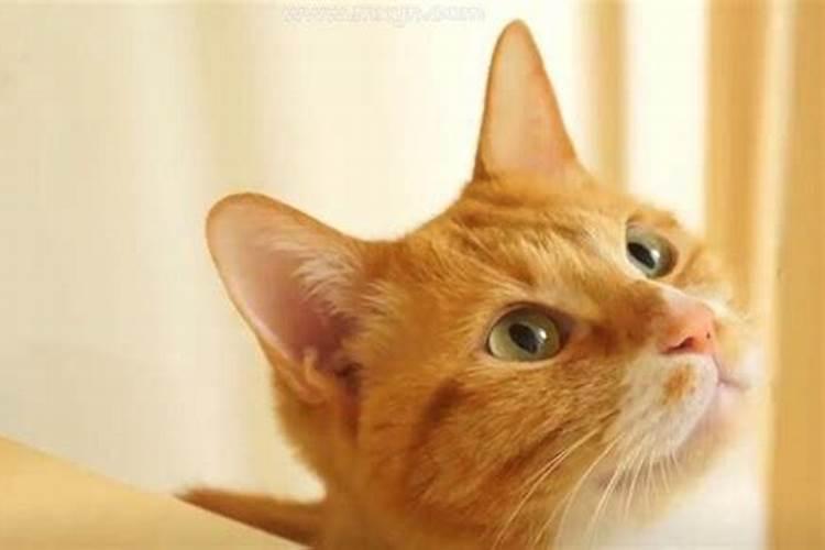 梦见猫攻击我把猫杀了
