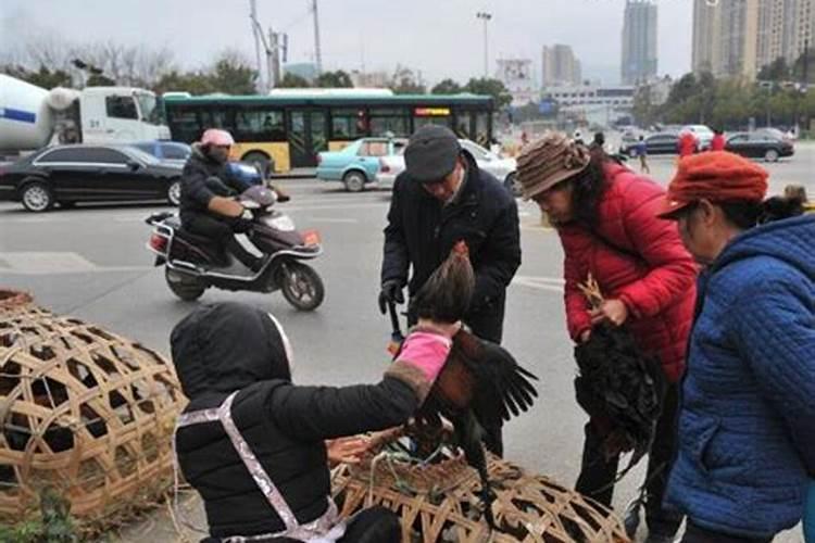 梦见买了一只鸡是什么意思？