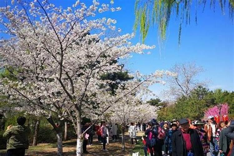 清明节最适合去哪旅游