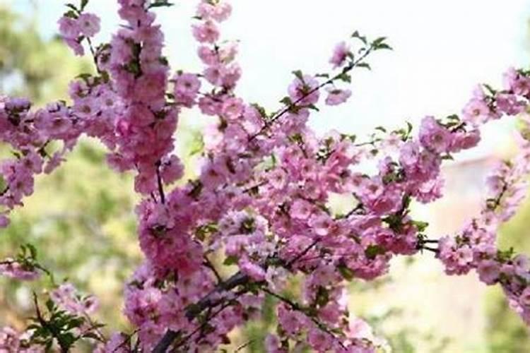 老公桃花劫出轨怎么化解
