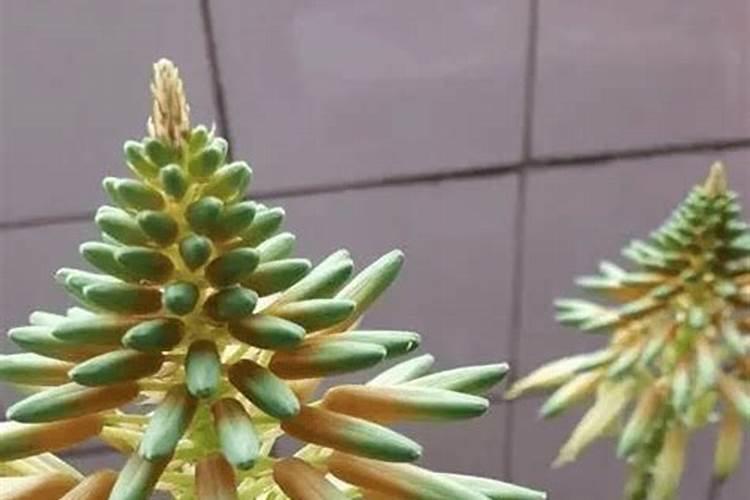 风水学来说芦荟开花预示什么