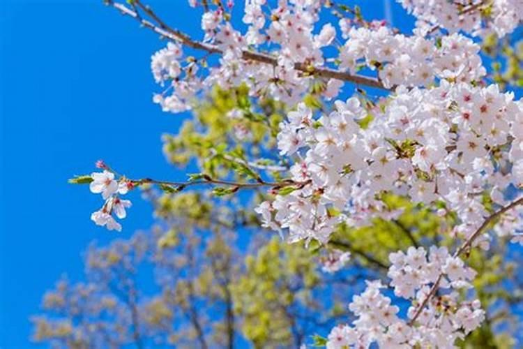北京清明节赏花去哪+攻略
