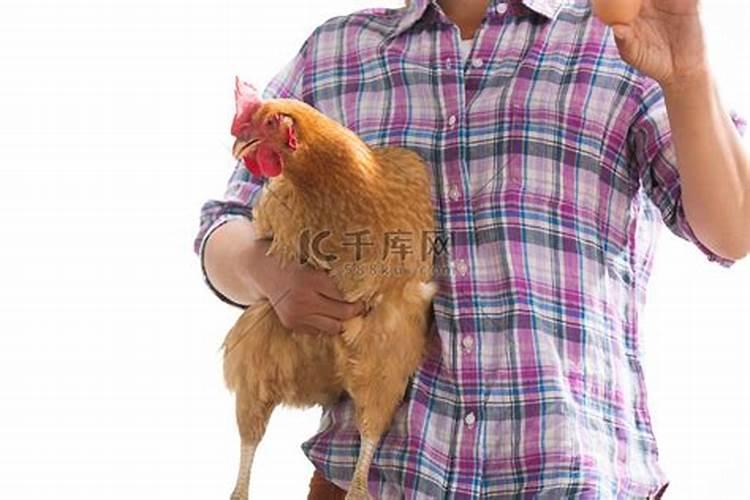 梦见爸爸喝醉,怀里还抱着一只大公鸡