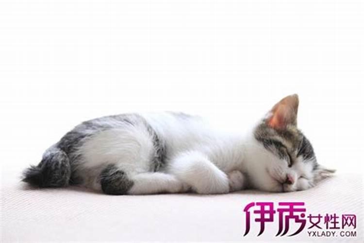 梦见被猫咬是什么意思 周公解梦