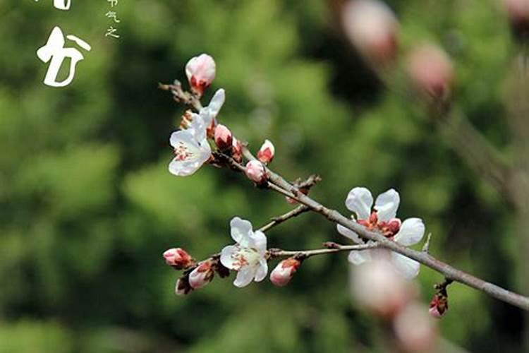 二十四节气日历表24节气日历时间表