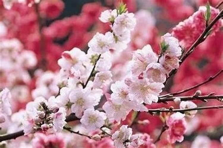 桃花运来了有什么征兆,招桃花运蕞灵的方法